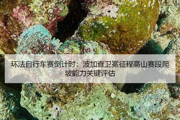环法自行车赛倒计时：波加查卫冕征程高山赛段爬坡能力关键评估